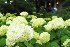 鎌倉NOW浄妙寺01