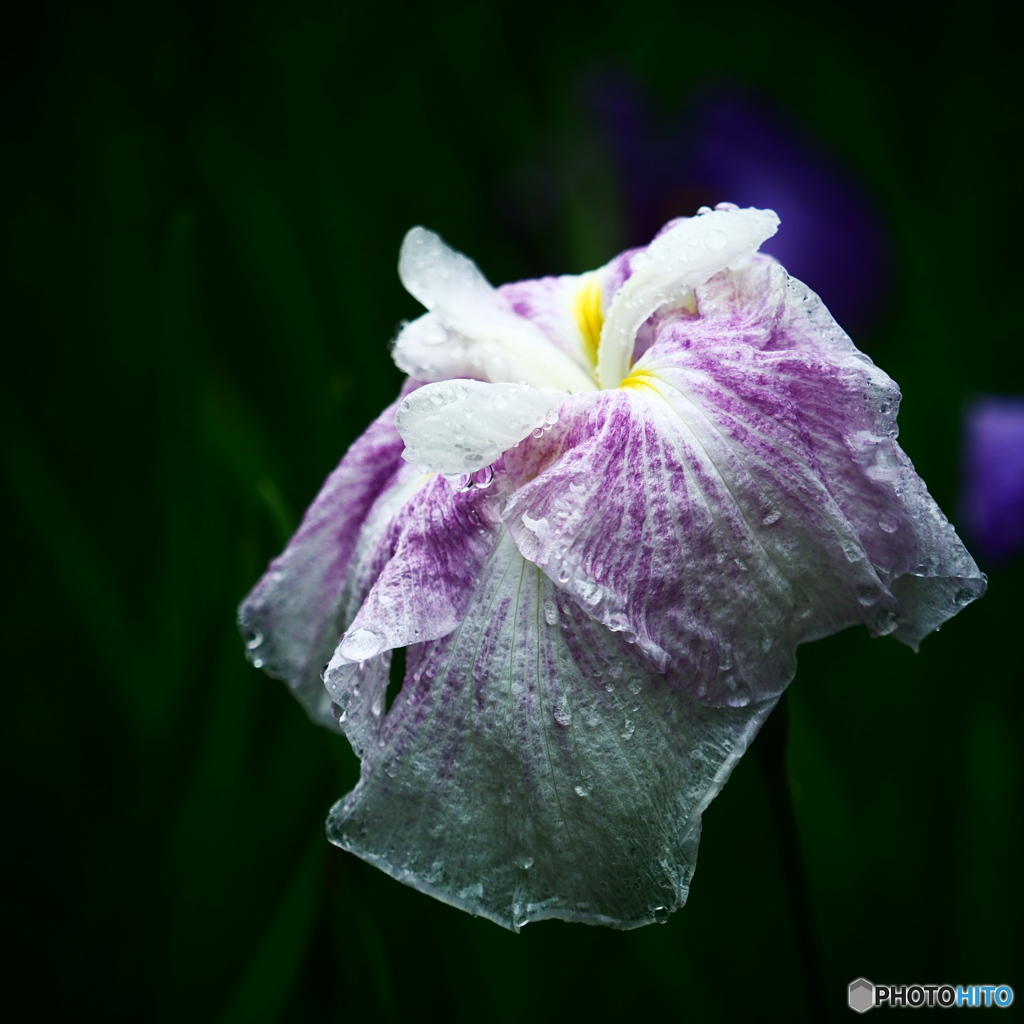雨滴が似合う貴女