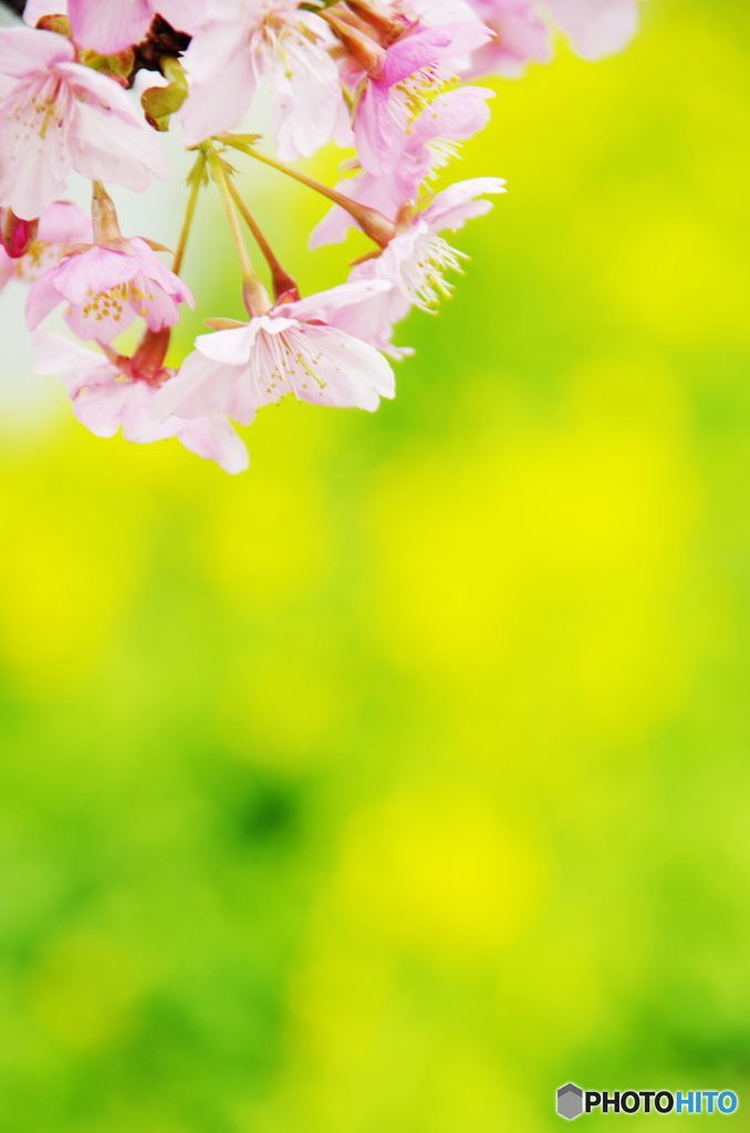 河津桜情報三浦海岸小松ケ池1