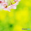 河津桜情報三浦海岸小松ケ池1