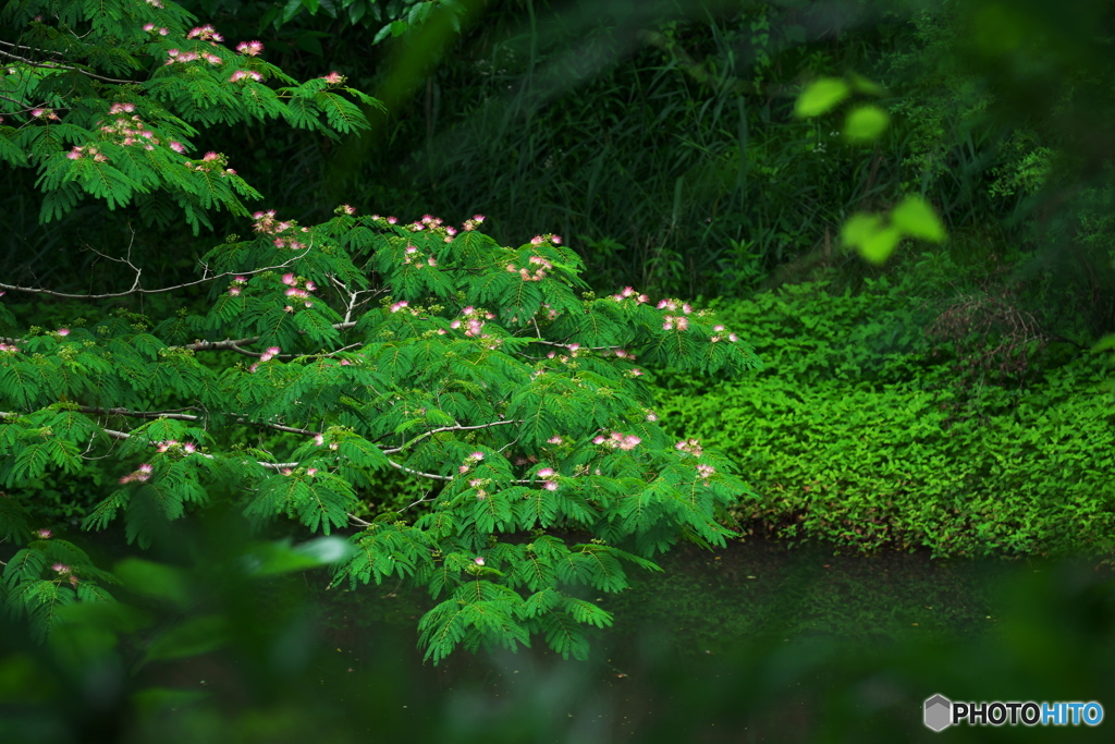 池畔浮揚花