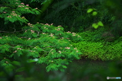 池畔浮揚花