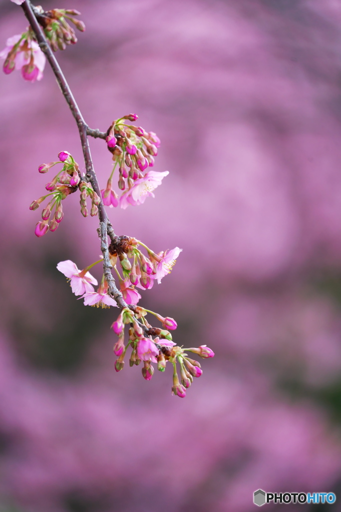 花渦に一枝