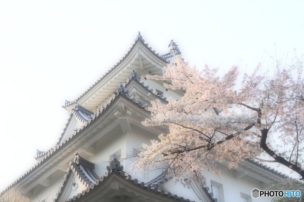 大垣城と桜と