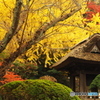 鎌倉Now11（報国寺1）