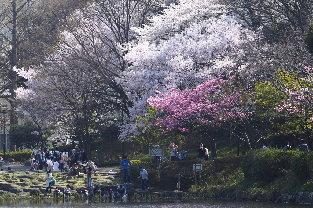 桜華楽しむ