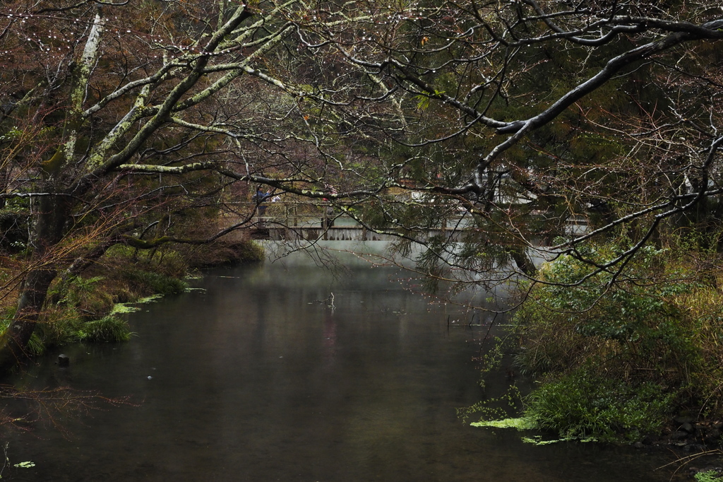 雨もまた好し