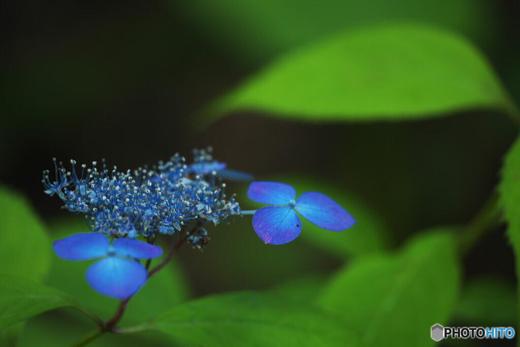 虹