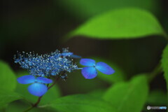 虹