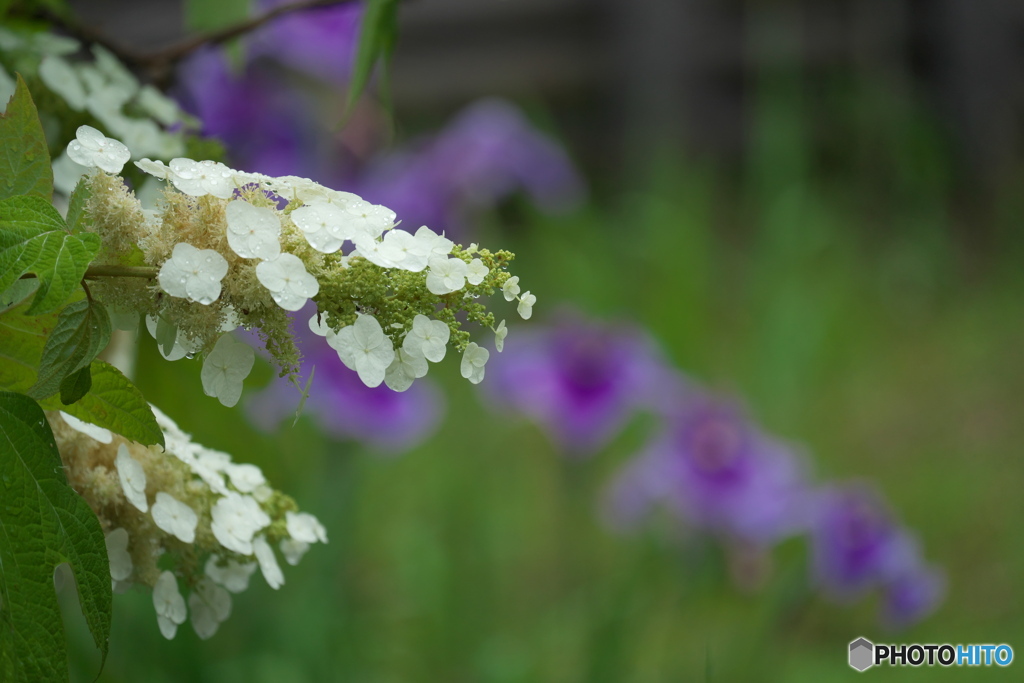 柏葉紫陽花咲く