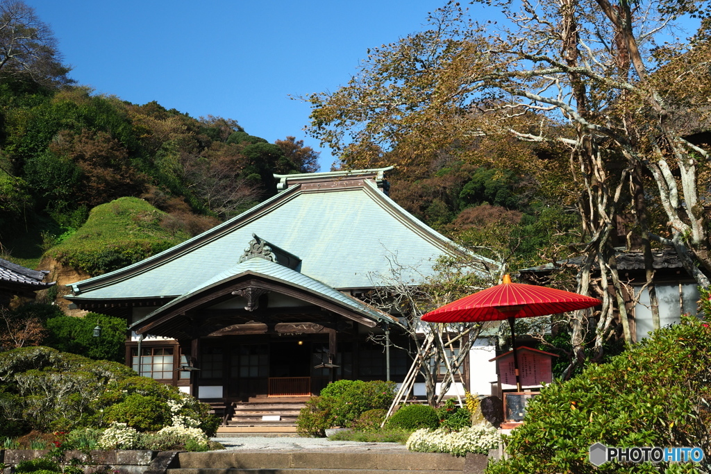 小菊の見える風景