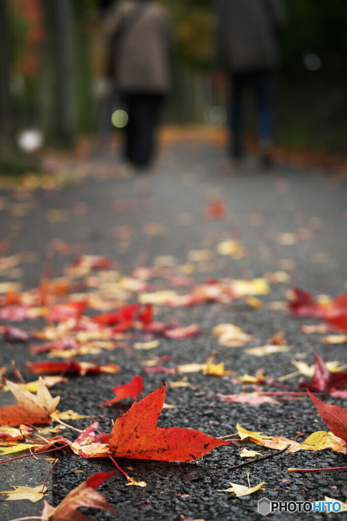 はや落葉の季節