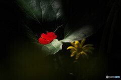 赤いペンダント