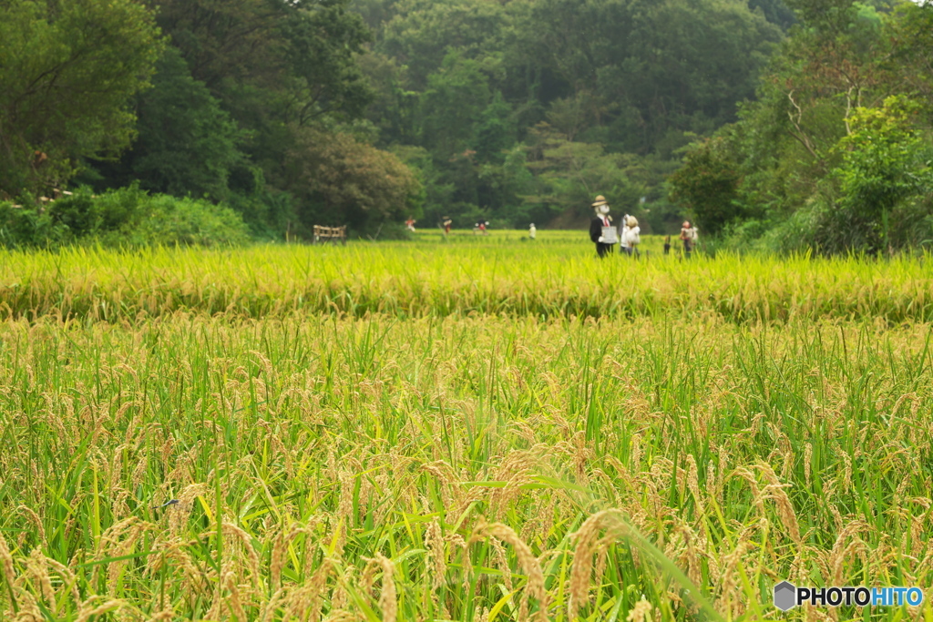 里山の実り