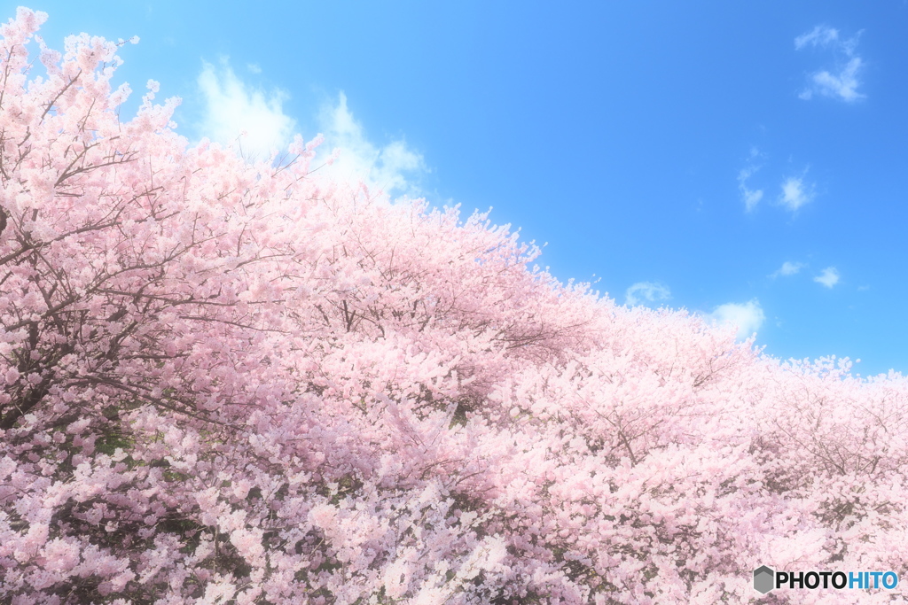 桜雲