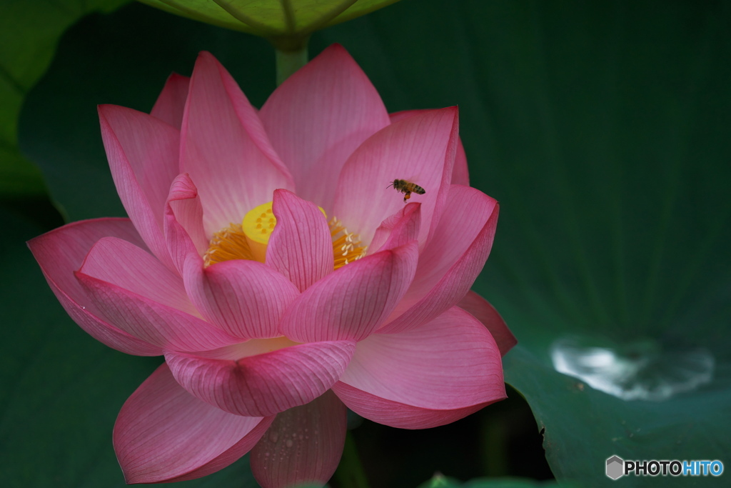 香りに誘われてⅡ