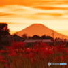 夕景の中の曼殊沙華