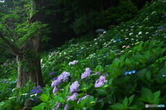 斜面の美(長谷寺：情報)