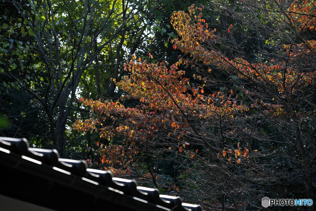 桜紅葉も美しい