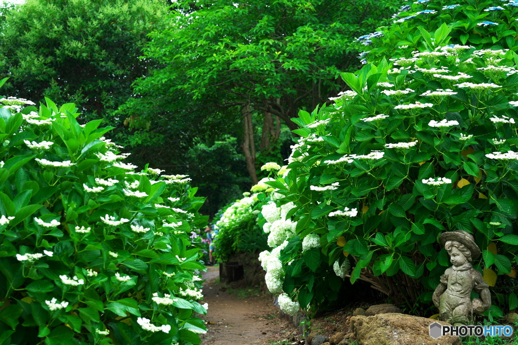 紫陽花の小径