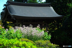 紫苑と山門