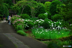 雨に負けぬ花たち