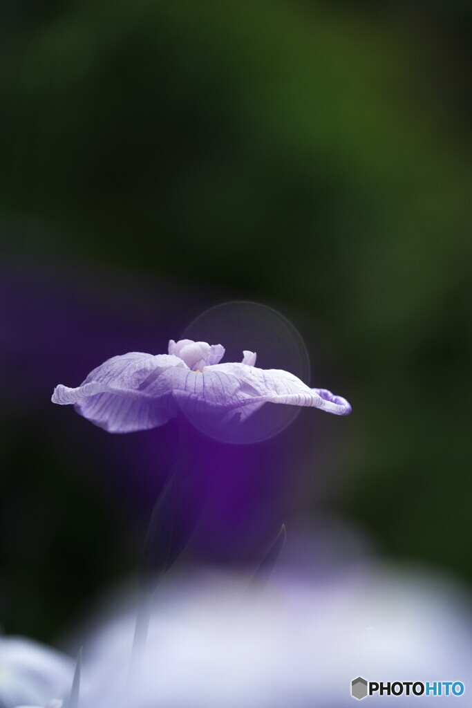 花菖蒲の妖精さん