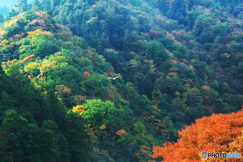 欅紅葉も美しく