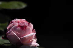 花嫁