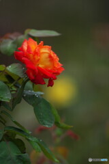 雨上がりにⅣ 雨上がりにⅣ