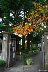 洋館の桜紅葉