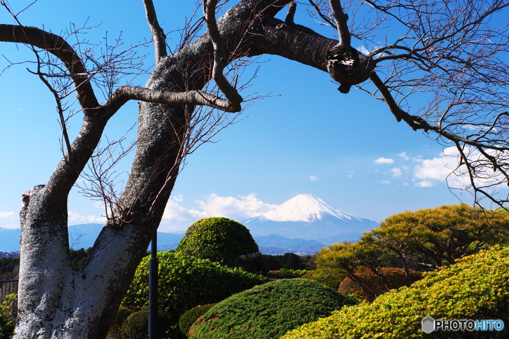 春待ち桜と富士