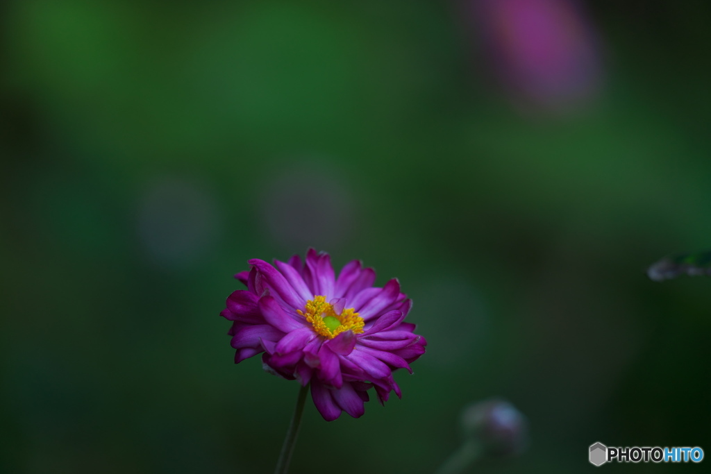 秋明菊八重