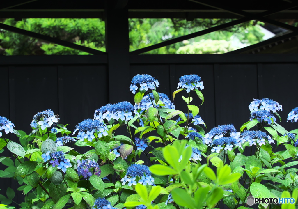 紫陽花だより(東慶寺)