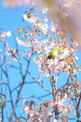 ここはもう春ですね