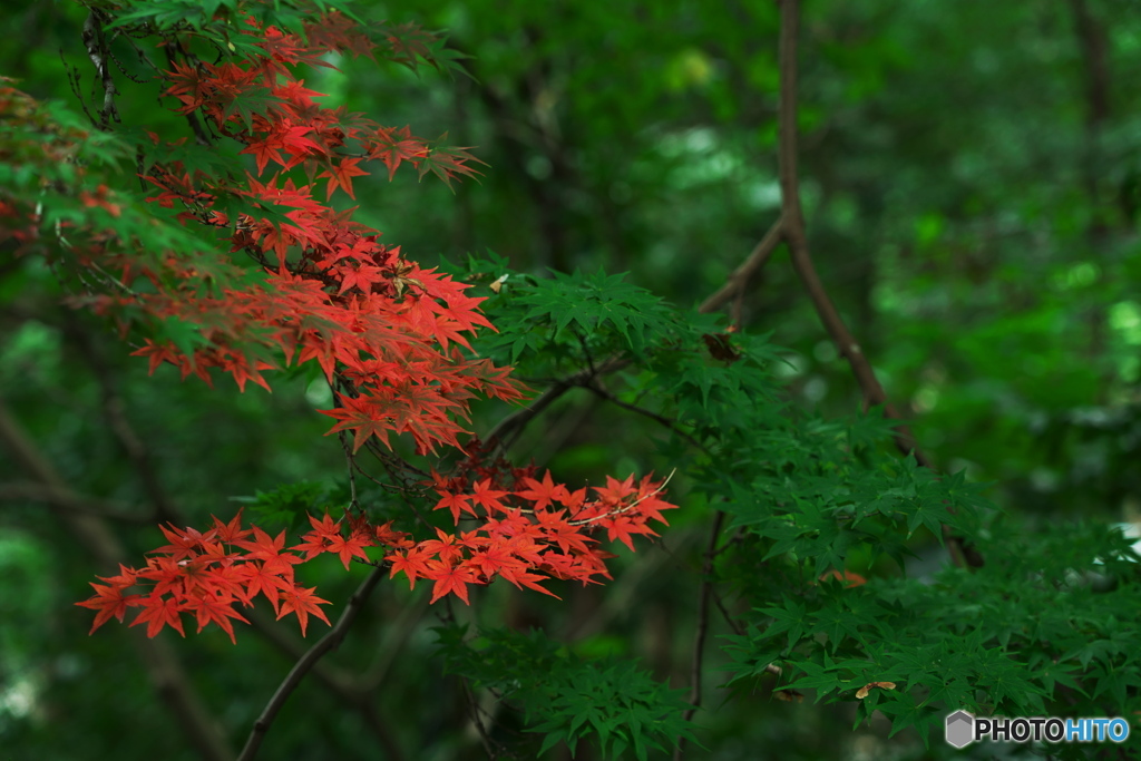 晩夏紅