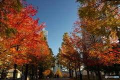 都会の紅葉