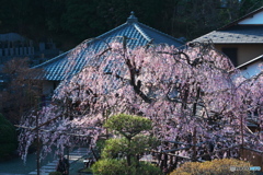 枝垂れ桜　飛翔Ⅱ