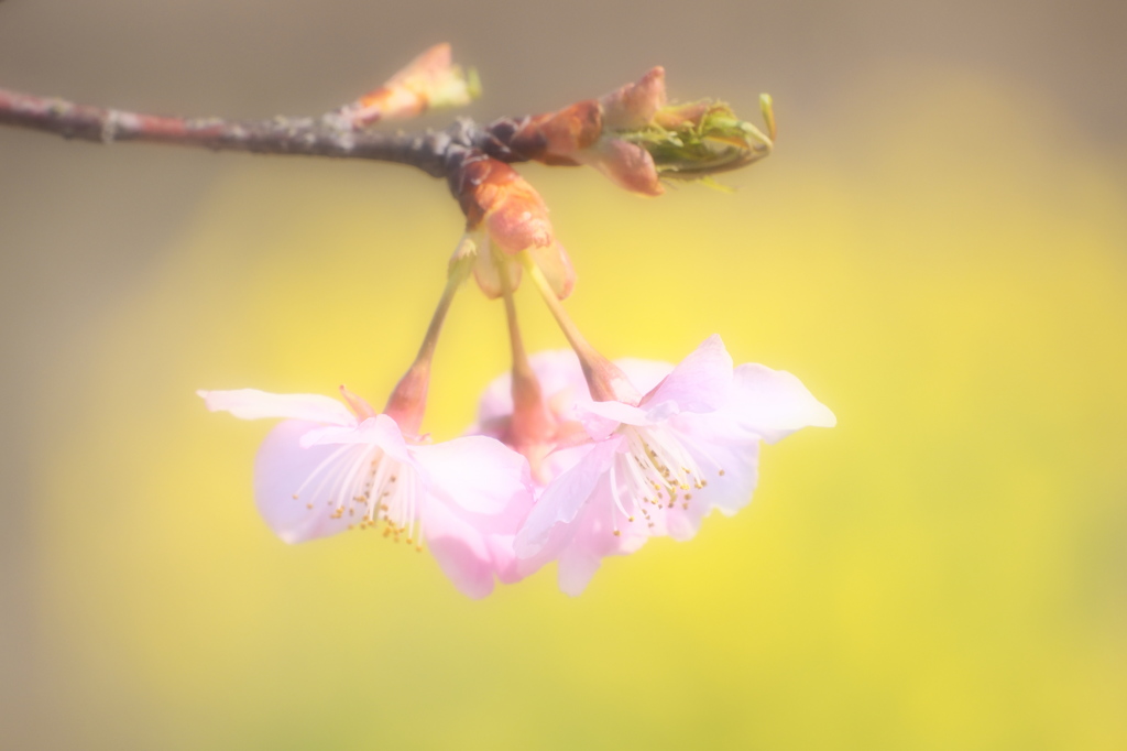 河津桜のささやき