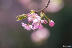 花灯る