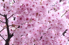 圧倒されてⅠ（寒桜）