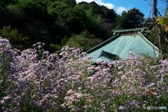 紫苑盛り
