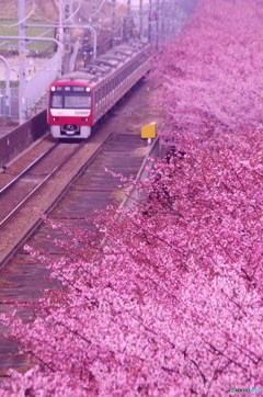 河津桜情報三浦海岸小松ケ池傍2