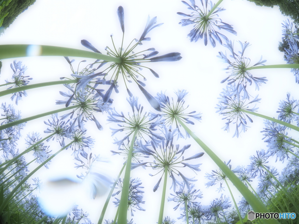 アガパンサスの森