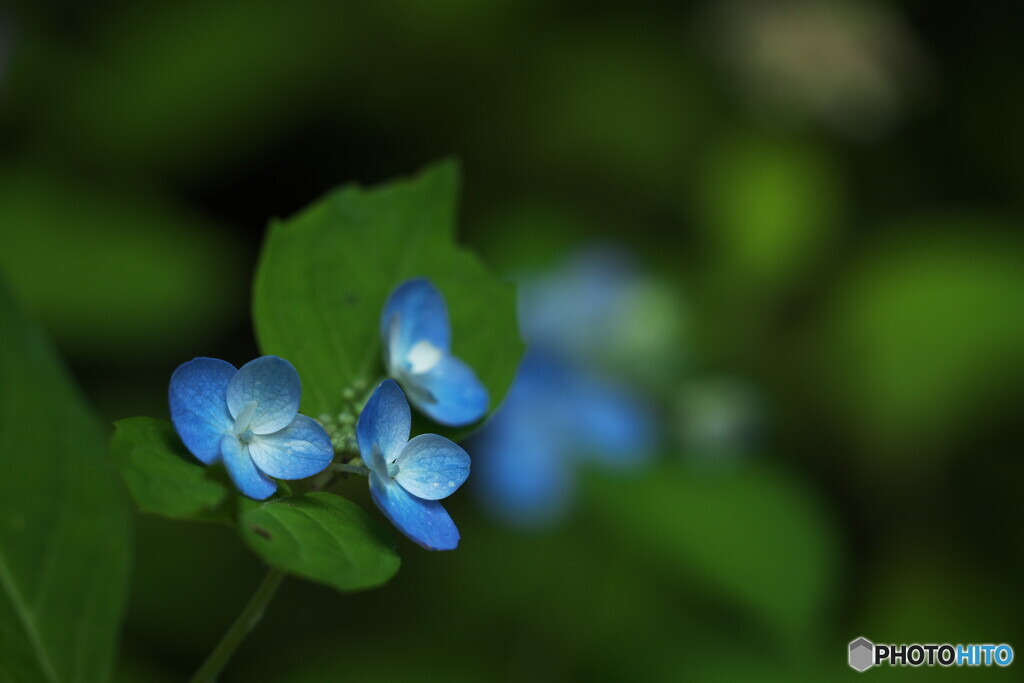 酔湖八重