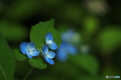 酔湖八重