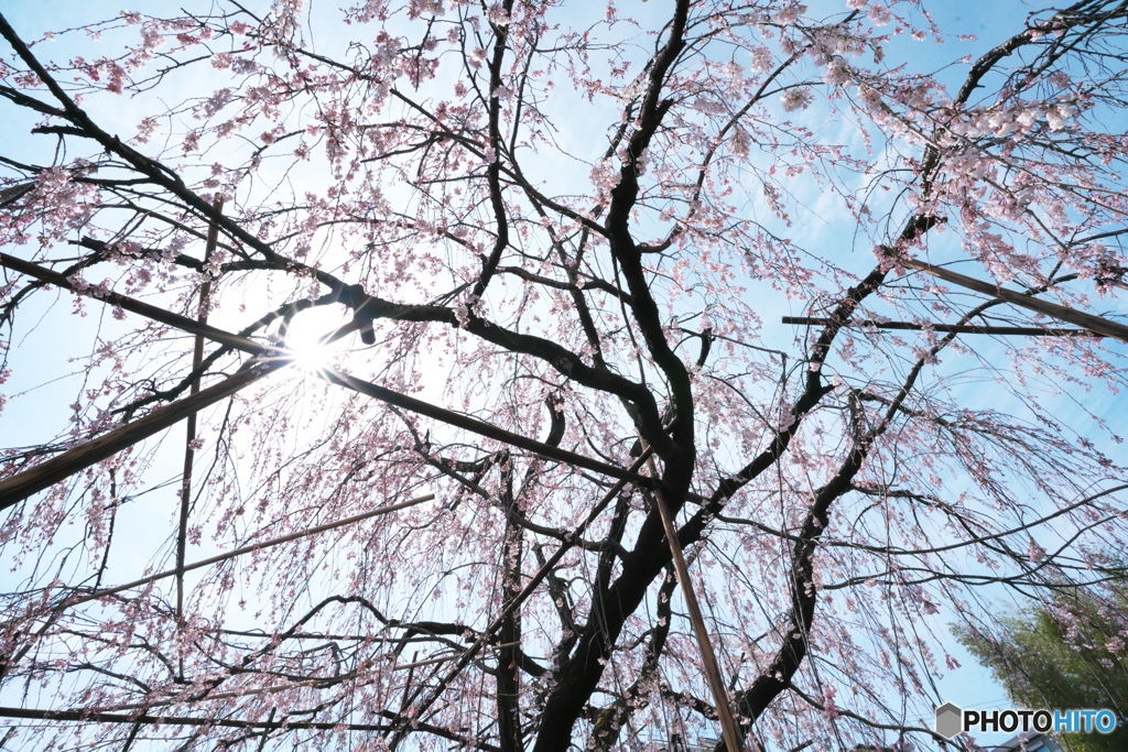 枝垂桜 飛翔