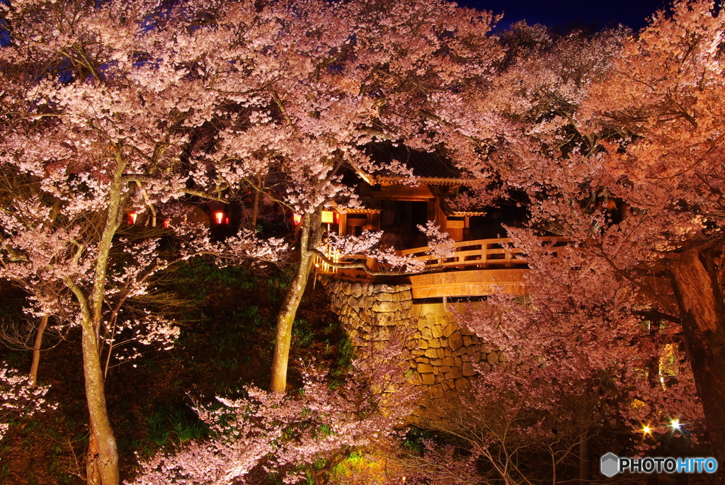 思い出桜4（桜雲橋）10年前