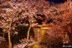 思い出桜4（桜雲橋）10年前