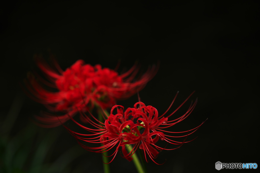 紅